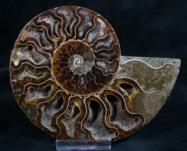 Split Ammonite Fossil (Half) - Beautiful #7977